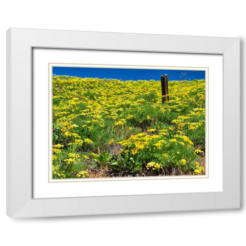 USA-Washington State Fence line and wildflowers White Modern Wood Framed Art Print with Double Matting by Eggers, Terry