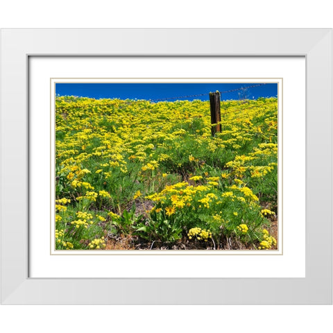 USA-Washington State Fence line and wildflowers White Modern Wood Framed Art Print with Double Matting by Eggers, Terry
