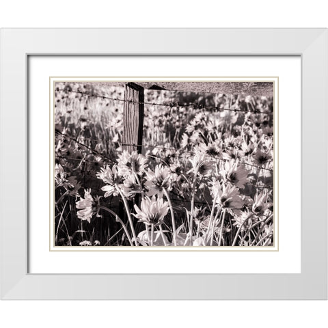 USA-Washington State Infrared capture of fence line and wildflowers White Modern Wood Framed Art Print with Double Matting by Eggers, Terry