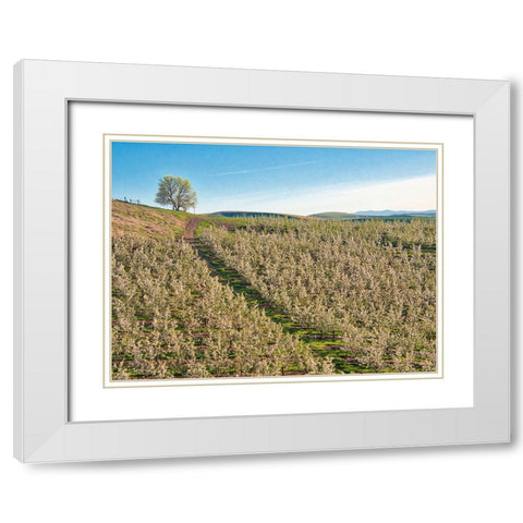 USA-Washington State Lone tree on hillside of orchard of apples White Modern Wood Framed Art Print with Double Matting by Eggers, Terry