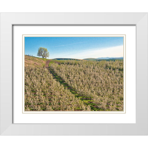 USA-Washington State Lone tree on hillside of orchard of apples White Modern Wood Framed Art Print with Double Matting by Eggers, Terry