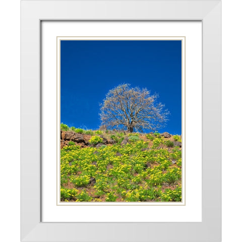 USA-Washington State Lone Tree on hillside with spring wildflowers White Modern Wood Framed Art Print with Double Matting by Eggers, Terry