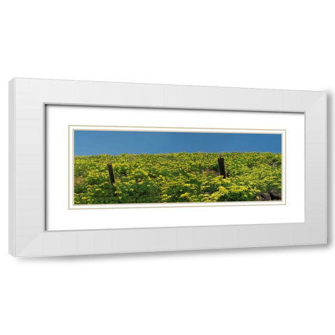 USA-Washington State Panorama of fence line and wildflowers White Modern Wood Framed Art Print with Double Matting by Eggers, Terry