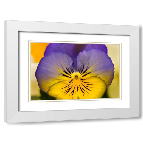 Blue yellow Garden Pansy Blooming macro-Bellevue-Washington State Cold Weather flowers White Modern Wood Framed Art Print with Double Matting by Perry, William