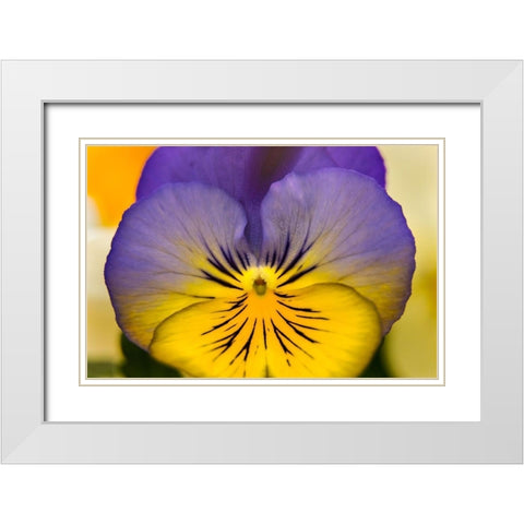 Blue yellow Garden Pansy Blooming macro-Bellevue-Washington State Cold Weather flowers White Modern Wood Framed Art Print with Double Matting by Perry, William