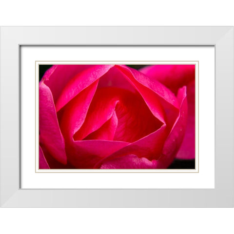 Pink Hybrid Tea Rose Blooming macro-Bellevue-Washington State White Modern Wood Framed Art Print with Double Matting by Perry, William
