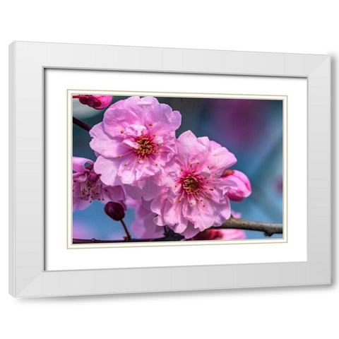 Pink peach flowering fruit tree-Bellevue-Washington State White Modern Wood Framed Art Print with Double Matting by Perry, William