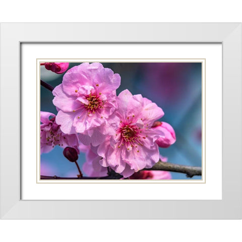 Pink peach flowering fruit tree-Bellevue-Washington State White Modern Wood Framed Art Print with Double Matting by Perry, William