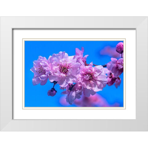 Pink peach flowering fruit tree-Bellevue-Washington State White Modern Wood Framed Art Print with Double Matting by Perry, William