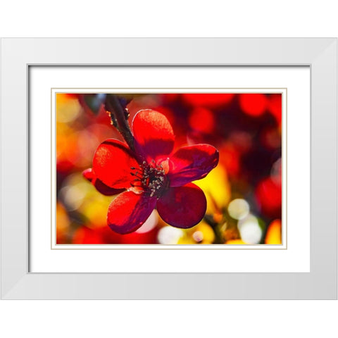 Maroon Atsuya Hamada Quince flowering-Bellevue-Washington State White Modern Wood Framed Art Print with Double Matting by Perry, William