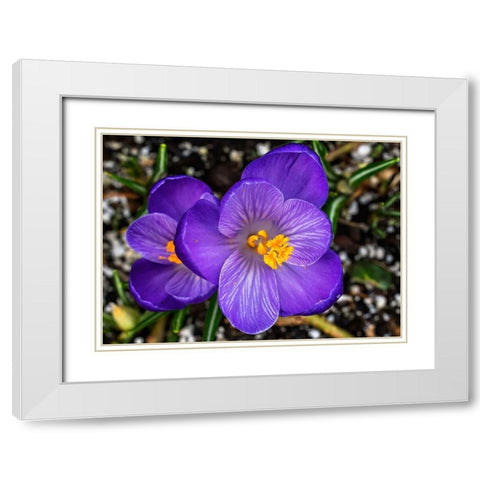 Crocus blooming-Bellevue-Washington State First flower of spring White Modern Wood Framed Art Print with Double Matting by Perry, William
