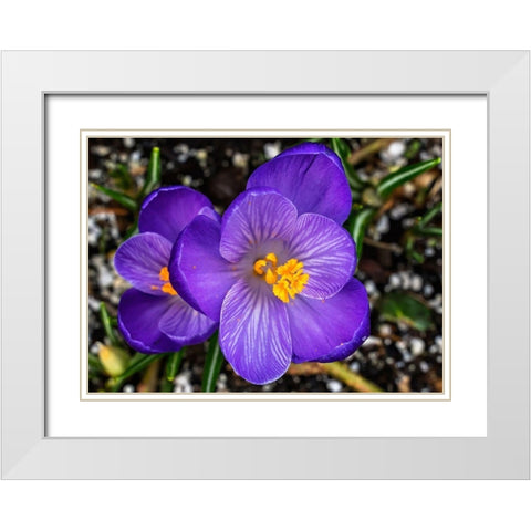 Crocus blooming-Bellevue-Washington State First flower of spring White Modern Wood Framed Art Print with Double Matting by Perry, William