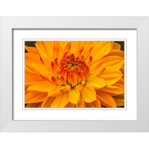 Yellow-orange dahlia blooming macro White Modern Wood Framed Art Print with Double Matting by Perry, William