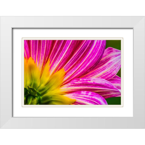 Pink purple dahlia petals blooming macro-Dahlia named Brushstrokes White Modern Wood Framed Art Print with Double Matting by Perry, William