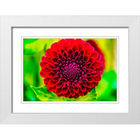 Dark red pompom ball dahlia blooming-Dahlia named Jessie G White Modern Wood Framed Art Print with Double Matting by Perry, William