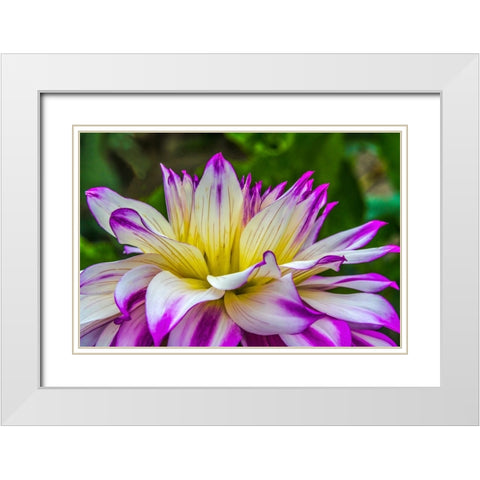 Blue purple white Dinnerplate AA dahlia blooming-Dahlia named Ferncliff Illusion White Modern Wood Framed Art Print with Double Matting by Perry, William
