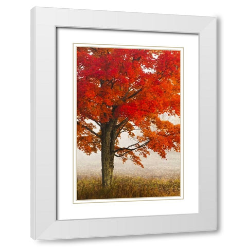 West Virginia, Davis Red maple in autumn color White Modern Wood Framed Art Print with Double Matting by OBrien, Jay