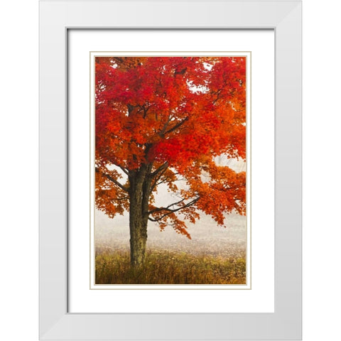 West Virginia, Davis Red maple in autumn color White Modern Wood Framed Art Print with Double Matting by OBrien, Jay