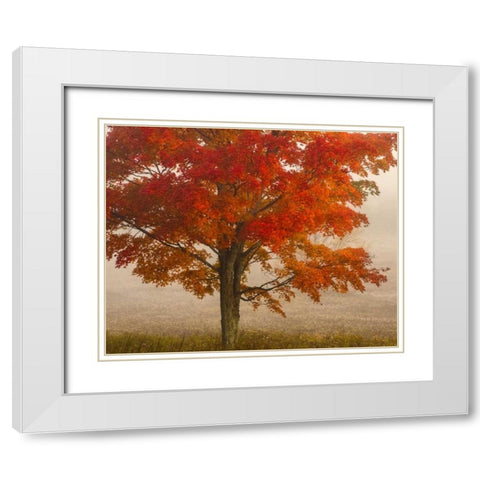 West Virginia, Canaan Valley SP Tree in autumn White Modern Wood Framed Art Print with Double Matting by OBrien, Jay