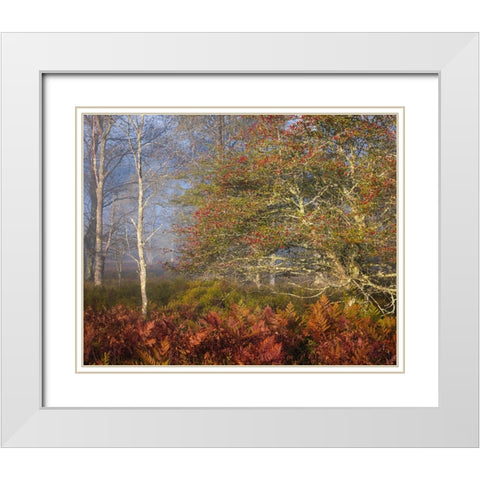 USA-West Virginia-Davis Autumn colors in forest White Modern Wood Framed Art Print with Double Matting by Jaynes Gallery