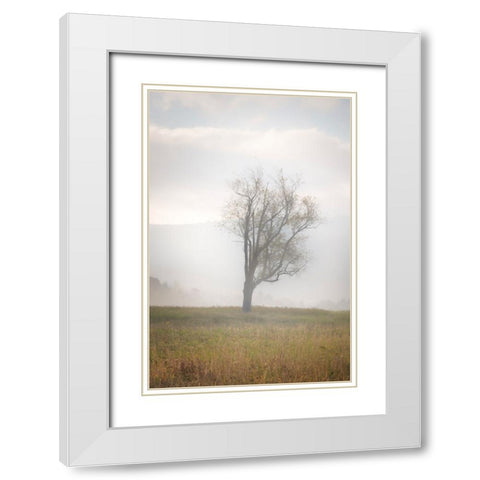 USA-West Virginia-Davis Lone tree in foggy field White Modern Wood Framed Art Print with Double Matting by Jaynes Gallery