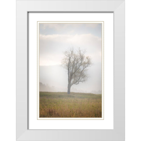 USA-West Virginia-Davis Lone tree in foggy field White Modern Wood Framed Art Print with Double Matting by Jaynes Gallery