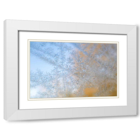 Wisconsin, Madison Frost patterns on glass White Modern Wood Framed Art Print with Double Matting by Grall, Don