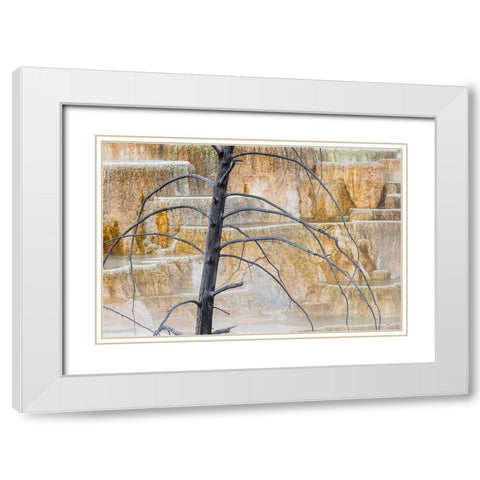 Dead tree and colorful terrace-Canary Spring-Mammoth Hot Springs-Yellowstone National Park-Wyoming White Modern Wood Framed Art Print with Double Matting by Jones, Adam