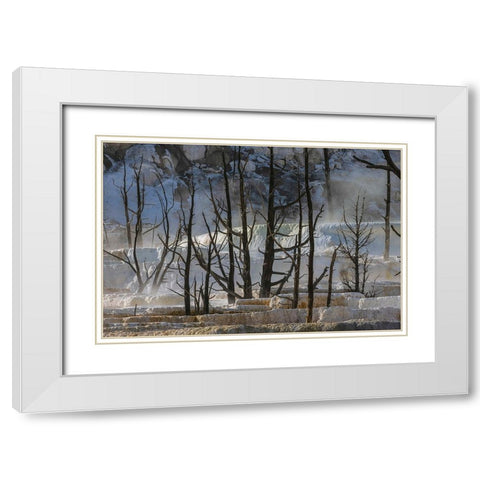 Black tree trunks and terrace-Mammoth Hot Springs-Yellowstone National Park-Wyoming White Modern Wood Framed Art Print with Double Matting by Jones, Adam