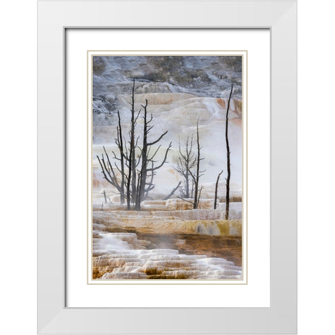 Black tree trunks and terrace-Mammoth Hot Springs-Yellowstone National Park-Wyoming White Modern Wood Framed Art Print with Double Matting by Jones, Adam