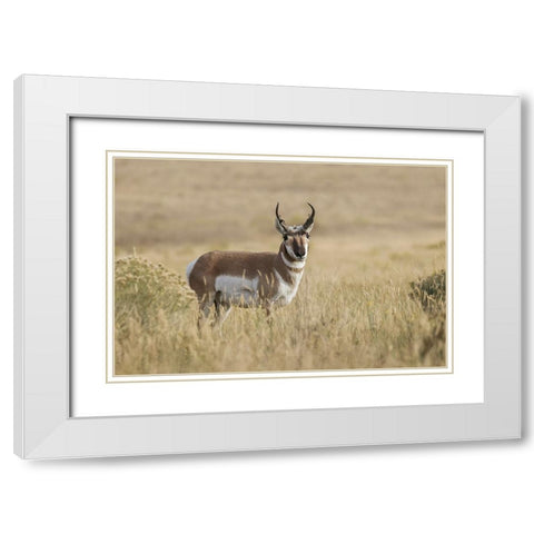 Adult male pronghorn-Yellowstone National Park-Wyoming White Modern Wood Framed Art Print with Double Matting by Jones, Adam