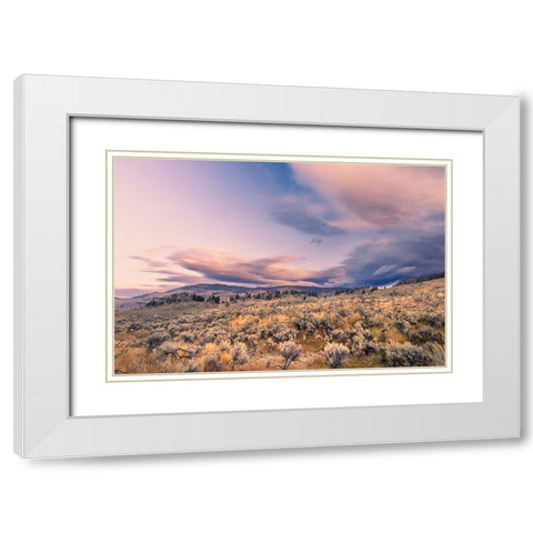 Mountain big sagebrush at sunrise-Lamar Valley-Yellowstone National Park-Wyoming White Modern Wood Framed Art Print with Double Matting by Jones, Adam