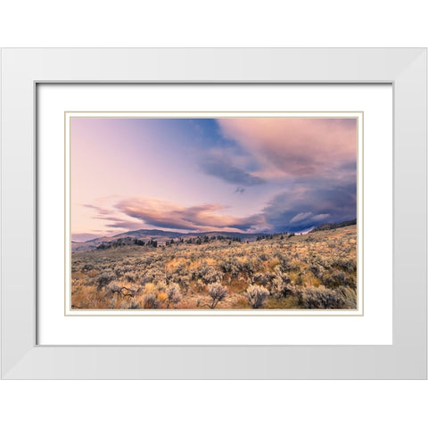 Mountain big sagebrush at sunrise-Lamar Valley-Yellowstone National Park-Wyoming White Modern Wood Framed Art Print with Double Matting by Jones, Adam