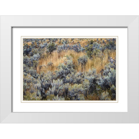 Mountain big sagebrush-Yellowstone National Park-Wyoming White Modern Wood Framed Art Print with Double Matting by Jones, Adam