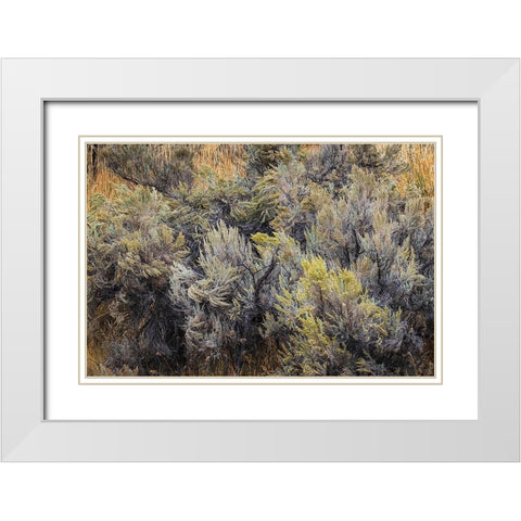 Mountain big sagebrush-Yellowstone National Park-Wyoming White Modern Wood Framed Art Print with Double Matting by Jones, Adam