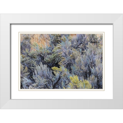 Mountain big sagebrush-Yellowstone National Park-Wyoming White Modern Wood Framed Art Print with Double Matting by Jones, Adam