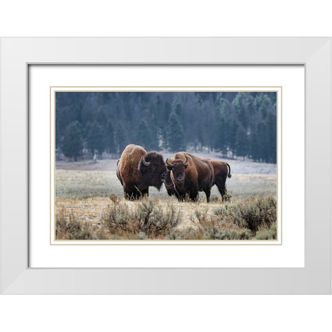 American Bison Yellowstone National Park-Wyoming White Modern Wood Framed Art Print with Double Matting by Jones, Adam