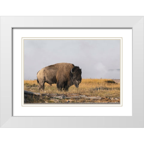 American Bison Yellowstone National Park-Wyoming White Modern Wood Framed Art Print with Double Matting by Jones, Adam