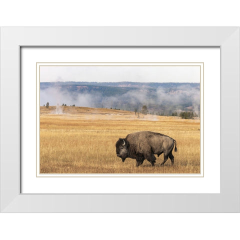 American Bison Yellowstone National Park-Wyoming White Modern Wood Framed Art Print with Double Matting by Jones, Adam