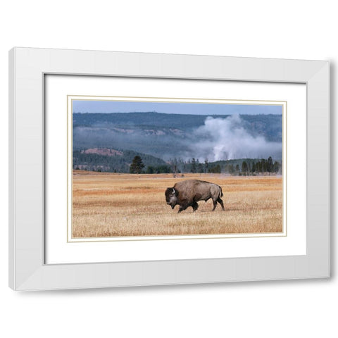 American Bison Yellowstone National Park-Wyoming White Modern Wood Framed Art Print with Double Matting by Jones, Adam