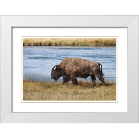 American Bison Yellowstone National Park-Wyoming White Modern Wood Framed Art Print with Double Matting by Jones, Adam