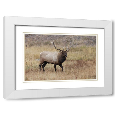Bull elk or wapiti in meadow-Yellowstone National Park-Wyoming White Modern Wood Framed Art Print with Double Matting by Jones, Adam