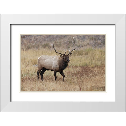 Bull elk or wapiti in meadow-Yellowstone National Park-Wyoming White Modern Wood Framed Art Print with Double Matting by Jones, Adam