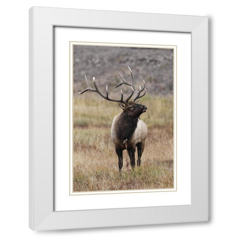 Bull elk or wapiti in meadow-Yellowstone National Park-Wyoming White Modern Wood Framed Art Print with Double Matting by Jones, Adam