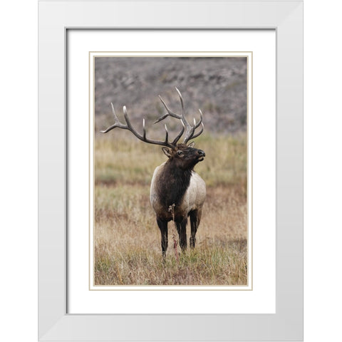 Bull elk or wapiti in meadow-Yellowstone National Park-Wyoming White Modern Wood Framed Art Print with Double Matting by Jones, Adam