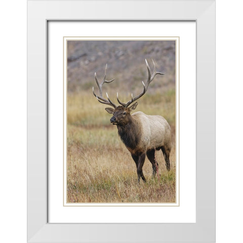 Bull elk or wapiti in meadow-Yellowstone National Park-Wyoming White Modern Wood Framed Art Print with Double Matting by Jones, Adam