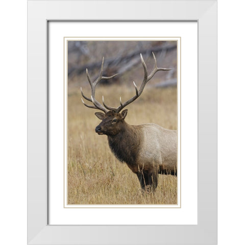 Bull elk or wapiti in meadow-Yellowstone National Park-Wyoming White Modern Wood Framed Art Print with Double Matting by Jones, Adam