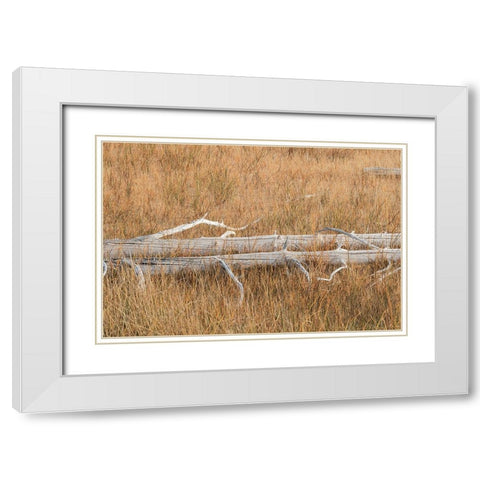 Fallen calcified trees near Grand Prismatic spring-Yellowstone National Park-Wyoming White Modern Wood Framed Art Print with Double Matting by Jones, Adam