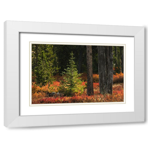 Blueberry leaves in autumn red coloration-Yellowstone National Park-Wyoming White Modern Wood Framed Art Print with Double Matting by Jones, Adam