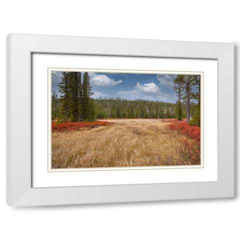 Blueberry leaves in autumn red coloration-Yellowstone National Park-Wyoming White Modern Wood Framed Art Print with Double Matting by Jones, Adam